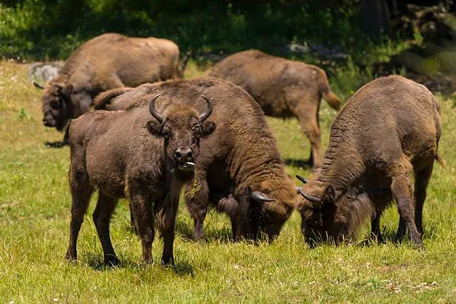 Bisonte Park confía en Webdreams para el inicio de su aventura digital